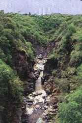 ALPA CORRAL